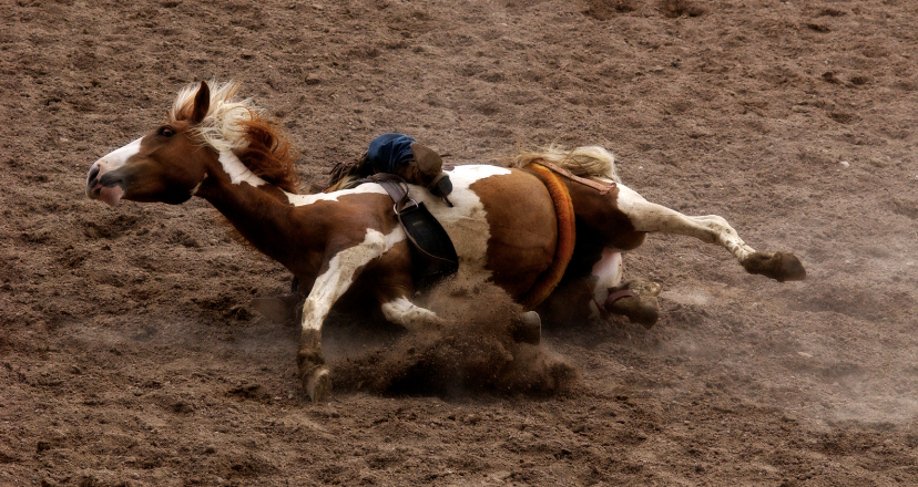 adhérence sabot cheval